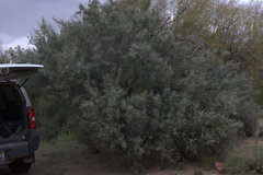 Condalia globosa pubescens