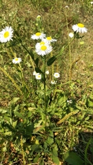 Erigeron