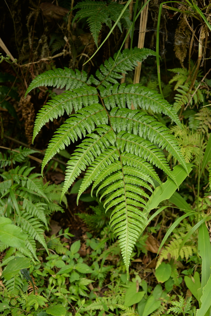 Gymnosphaera metteniana (Gymnosphaera metteniana)