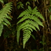 Dryopteris sparsa - Photo (c) 陳柏璋, some rights reserved (CC BY-NC), uploaded by 陳柏璋