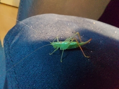 Meconema meridionale