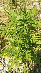Ambrosia artemisiifolia