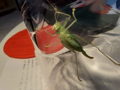 Meconema meridionale