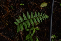 Dryopteris scottii