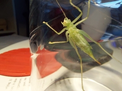 Meconema meridionale