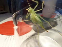 Meconema meridionale