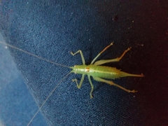 Meconema meridionale