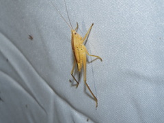 Bucrates malivolans