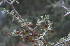 Condalia globosa pubescens