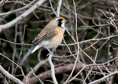 Saltatricula multicolor