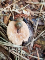 Zonitoidea