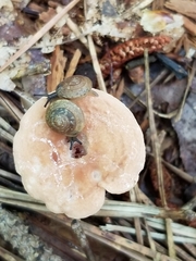 Zonitoidea