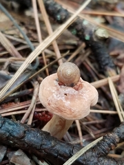Zonitoidea