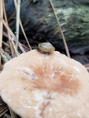 Zonitoidea