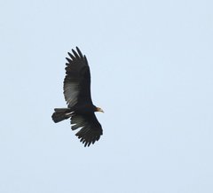 Cathartes melambrotus