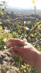 Dianthus cretaceus