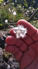 Dianthus cretaceus