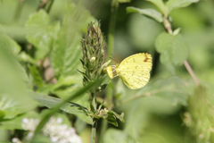 Eurema hecabe solifera