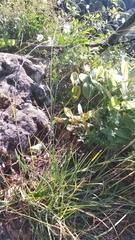Dianthus cretaceus