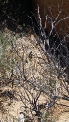 Aspidoscelis tigris tigris