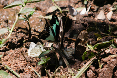 Papilio phorcas
