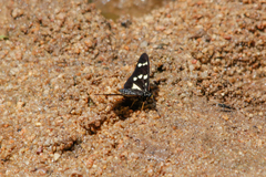 Acraea oreas