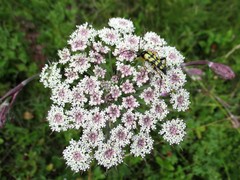 Seseli annuum