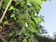 Mondia whitei
