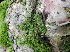Cryphaea heteromalla