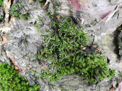 Cryphaea heteromalla