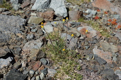 Erigeron bloomeri bloomeri