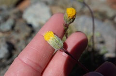 Erigeron bloomeri bloomeri