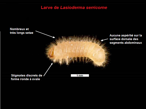 Tobacco Beetle photo 5