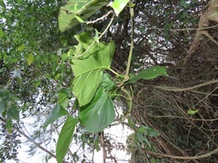 Mondia whitei