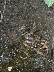Nerodia erythrogaster