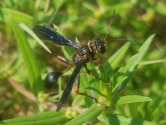 Isodontia exornata