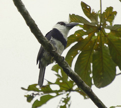 Notharchus hyperrhynchus