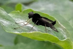 Chrysopilus velutinus