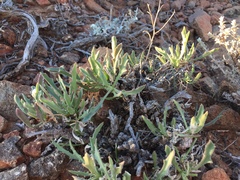 Osteospermum scariosum