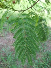 Senegalia berlandieri