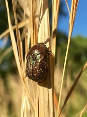 Euphoria sepulcralis