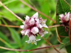 Cuscuta epithymum
