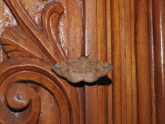 Anticarsia irrorata