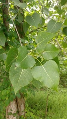 Populus deltoides deltoides