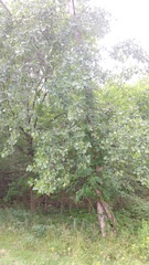 Populus deltoides deltoides
