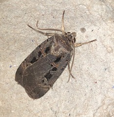 Pseudohermonassa tenuicula