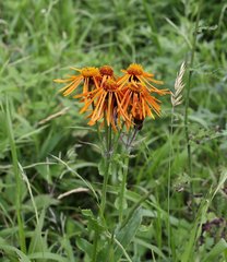 Tephroseris flammea