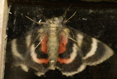 Catocala grotiana