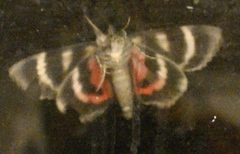 Catocala grotiana