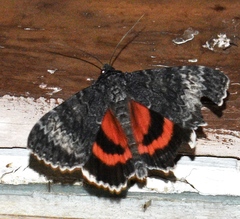Catocala grotiana